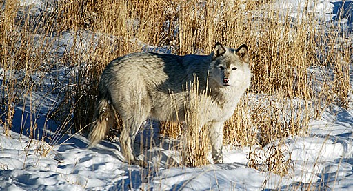 Wolf Sanctuary Bed And Breakfast Montana Wolf Sanctuary Bed And Breakfast Montana