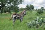 A Zebra at The Exotic Resort Zoo