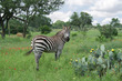 A Zebra at The Exotic Resort Zoo